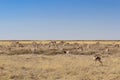 A group of springbok antelopes eating grass in Etosha national park Ã¢â¬â Namibia / Africa